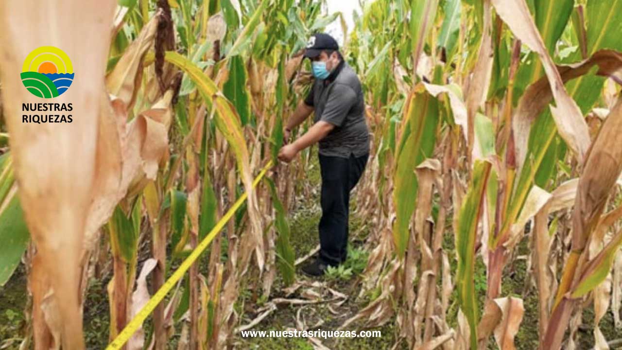 Maiceros se reunieron con autoridades para definir el precio referencial del grano