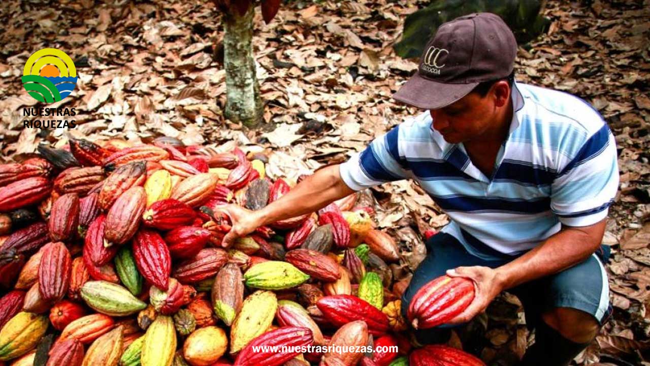 Nueva regulación de la UE afectaría capacidad financiera de pequeños cacaocultores