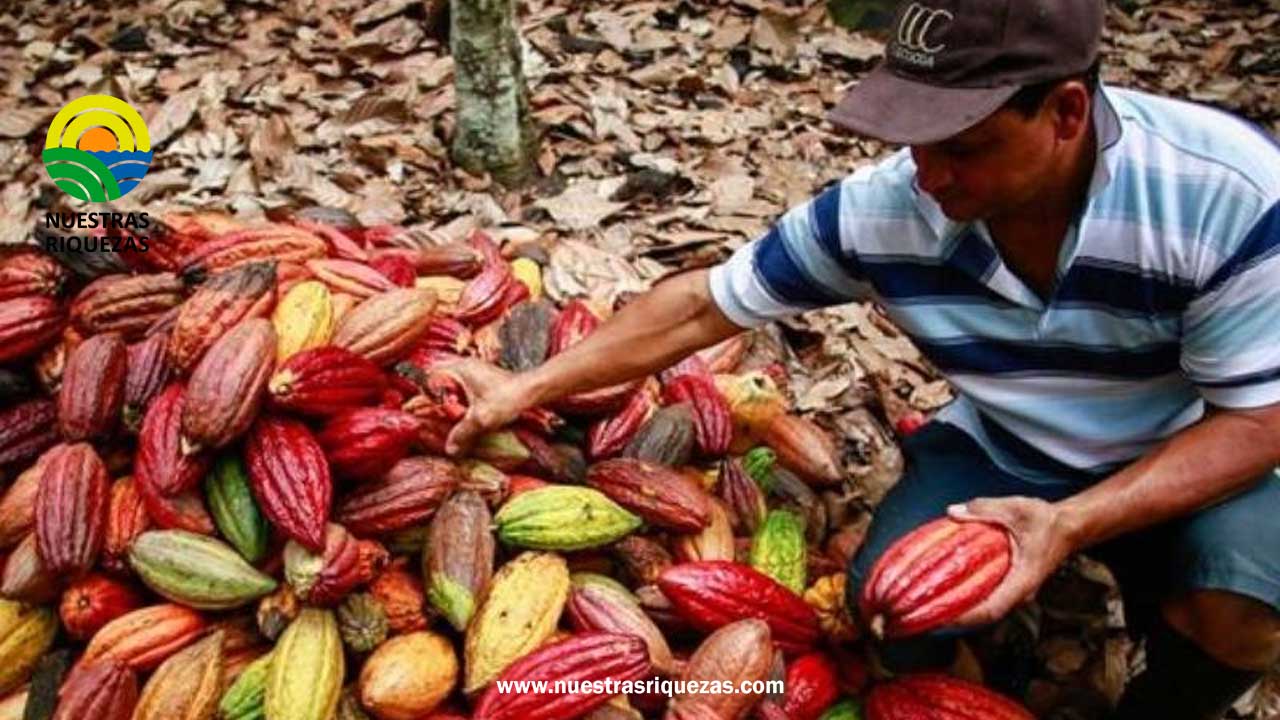 Perú es el primer productor mundial de cacao con doble certificación: Orgánico y Fairtrade