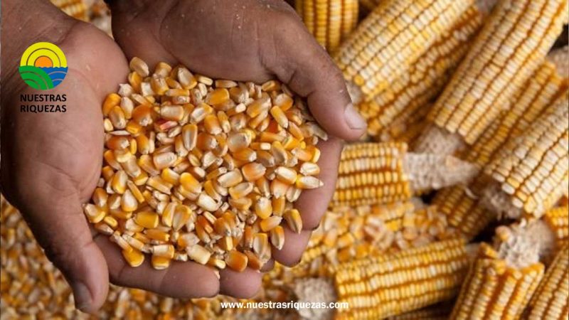 Perú importó 1.072.774 toneladas de maíz amarillo duro por US$ 354.828.775 en el primer cuatrimestre de 2023