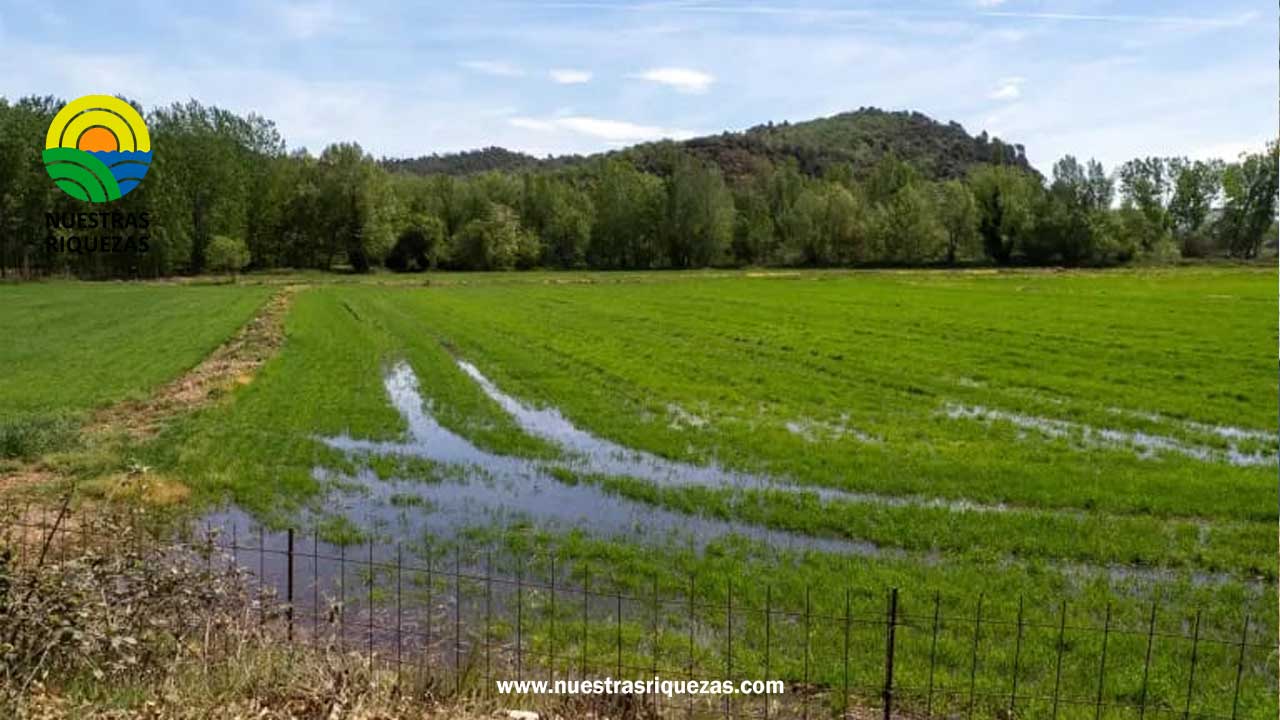 Regar con menos agua, el destino obligado para adaptar la agricultura a la sequía