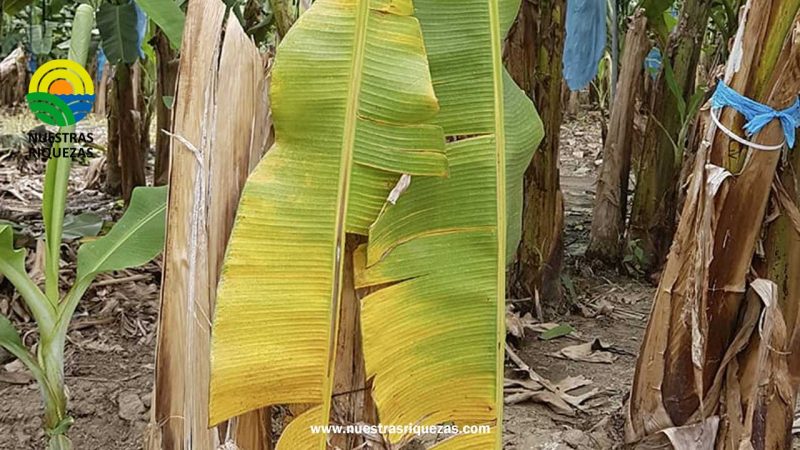 Se articulan esfuerzos para primer ensayo de aptitud en la detección de FocR4T