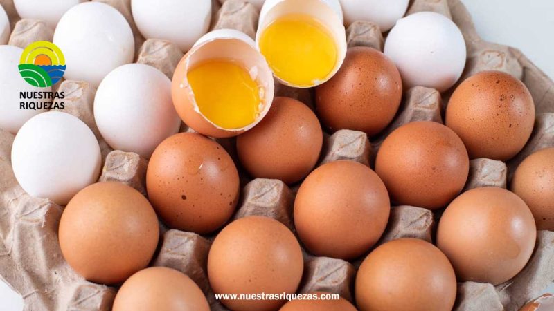 Se estabiliza precio del huevo por vacunación contra la gripe aviar