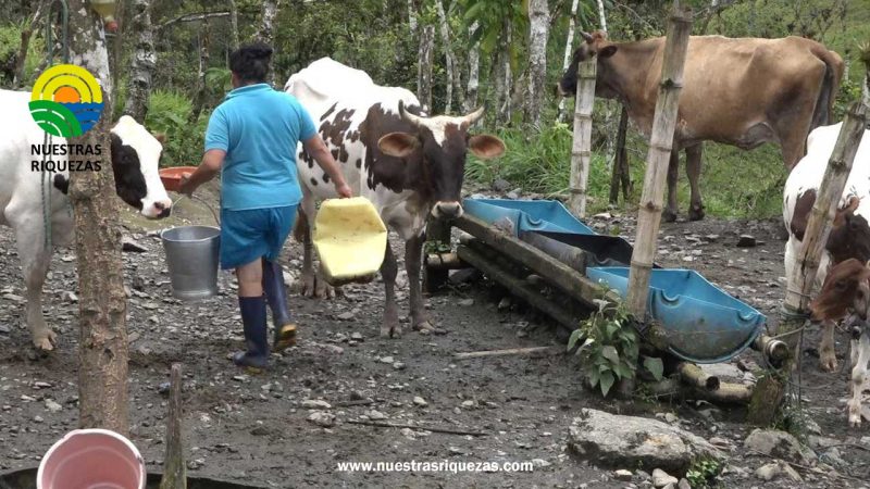 Temporada invernal perjudica al agricultor y ganadero