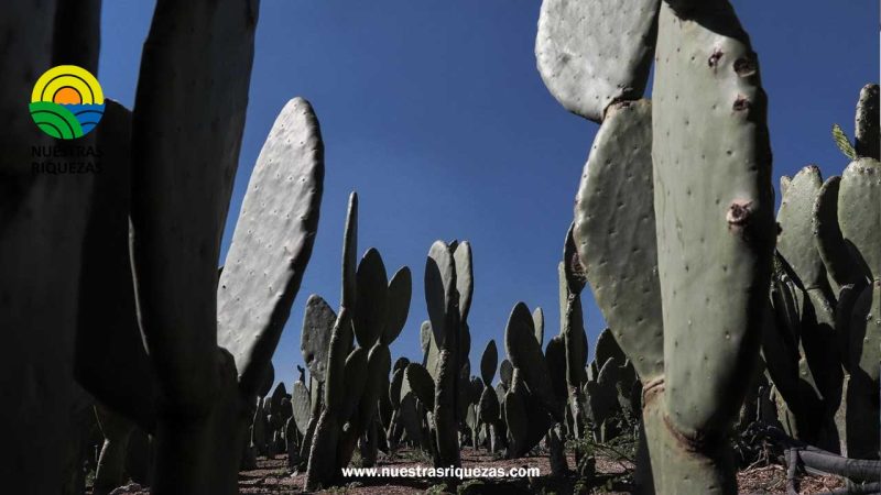 Acciones para combatir sequía en México: Uso racional del agua y restauración de cuencas en marcha