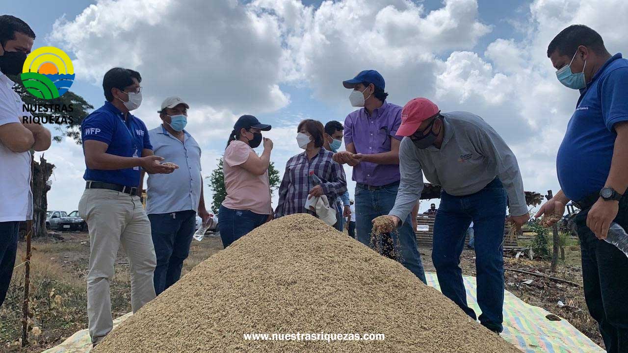 Agricultores de Los Ríos rechazan importación de arroz