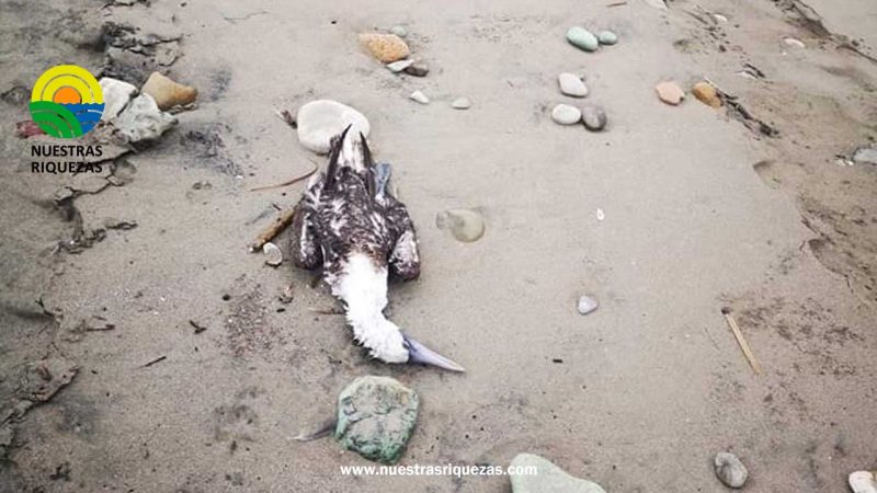 Aumento de temperaturas en el océano Pacífico amenaza la vida de aves migratorias