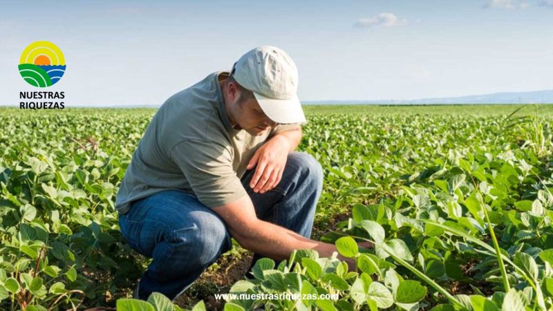 Celebración del “Día del Ingeniero Agrónomo” en Ecuador: Reconociendo el impulso a la agricultura sostenible.