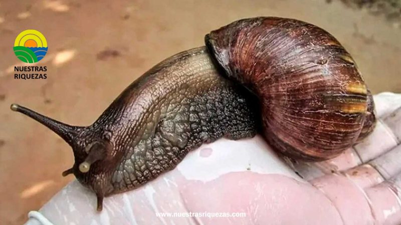 Costa Rica se acerca a la erradicación del Caracol Gigante Africano