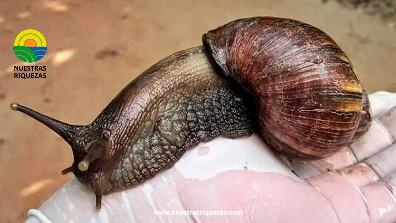 Costa Rica se acerca a la erradicación del Caracol Gigante Africano