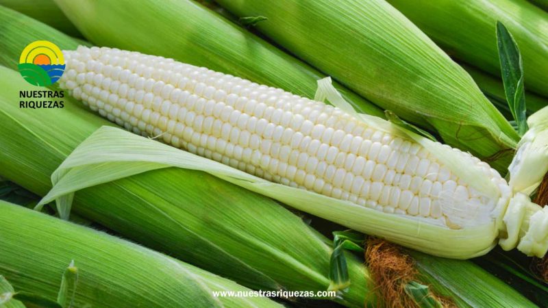 Crisis del maíz blanco en México: productores en quiebra y Gobierno en busca de soluciones