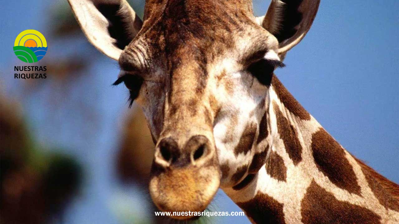 Día Mundial de la Jirafa: Protegiendo a los gigantes vulnerables