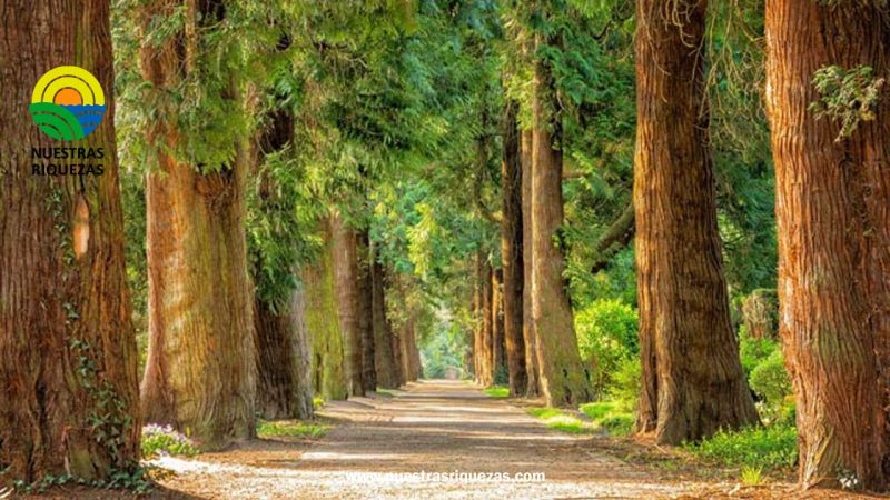 Día mundial del Árbol
