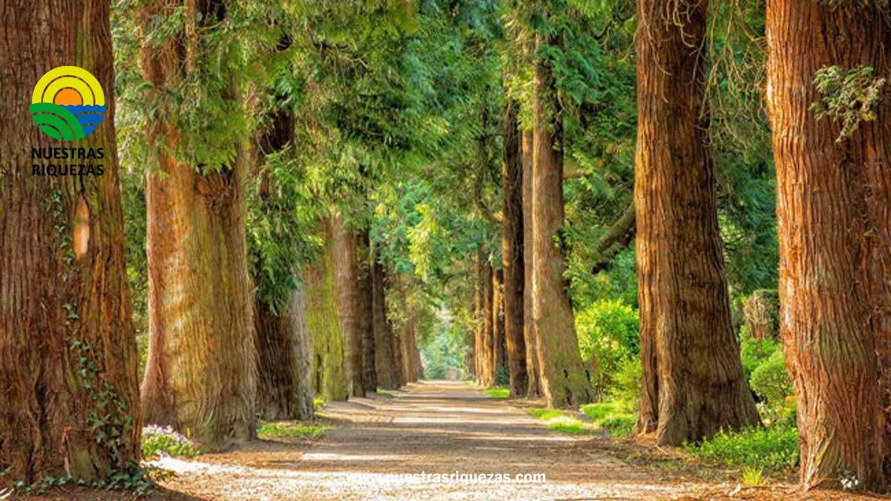 Día mundial del Árbol