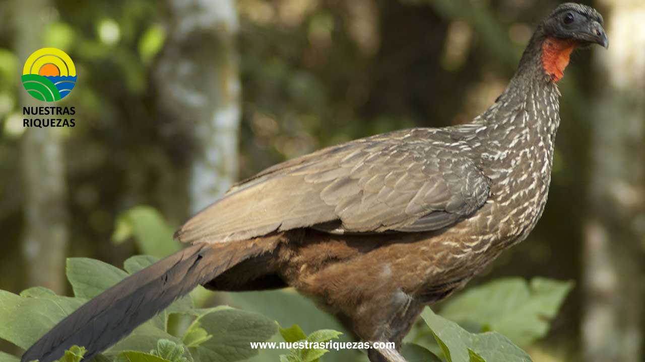 El jacu: de plaga a revolución en un cafetal brasileño