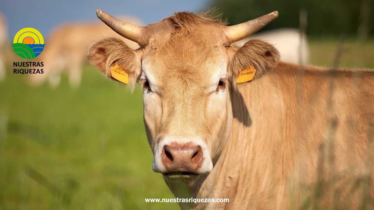 Inicia campaña de vacunación contra el carbunco sintomático en bovinos