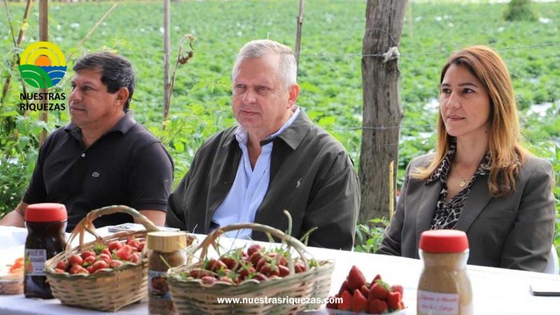 Inicio de cosecha de frutilla en Areguá con presencia del Ministro de Agricultura y Ganadería del Paraguay, Moisés Santiago Bertoni