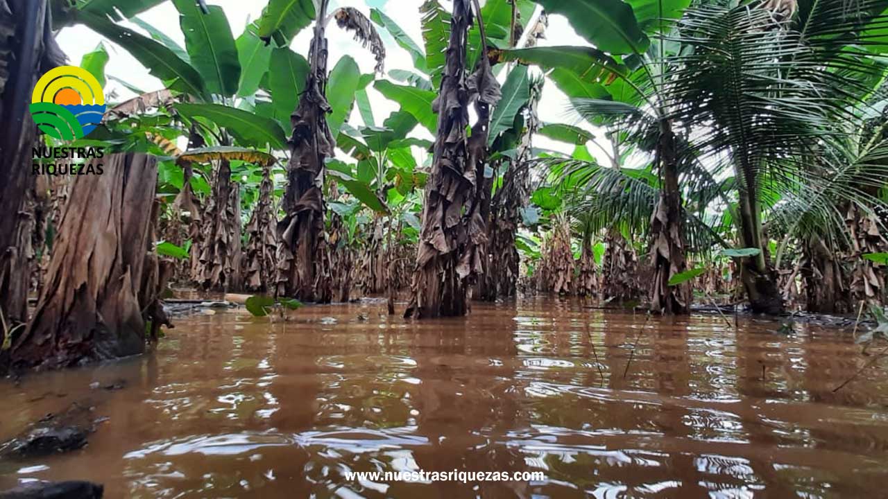 Inundaciones en Esmeraldas afectan a 1.600 hectáreas de cultivos