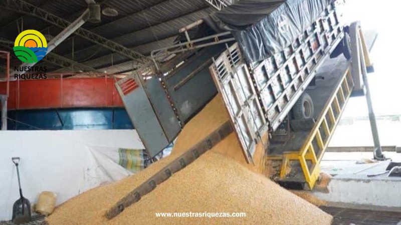 OFICIALIZAN EN 16,33 DÓLARES EL PRECIO MÍNIMO DE SUSTENTACIÓN DEL MAÍZ DURO