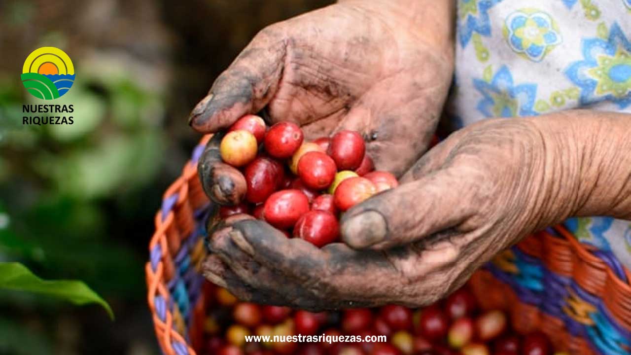 Perú ocupa el primer lugar en número de organizaciones cafetaleras acreditadas por Fairtrade