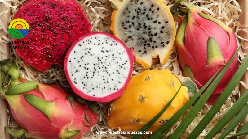 Pitahaya tiene buen recibimiento en otros países