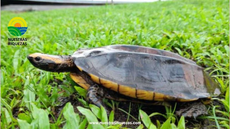 24 especies de vida silvestre volvieron a su hábitat natural en el Yasuní
