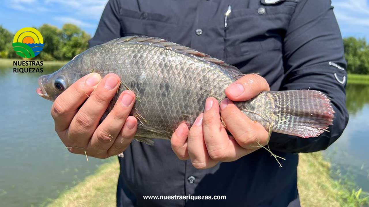 Acuicultores de Atiocoyo sur y norte en El Salvador producen más de 30,000 libras de tilapia para consumo local