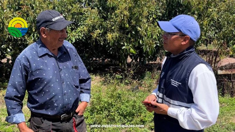 Aguacate ecuatoriano llegará por primera vez a Estados Unidos
