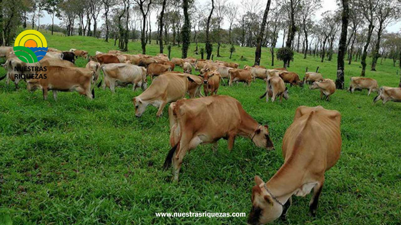 América Latina y el Caribe acuerdan impulsar una ganadería más sostenible
