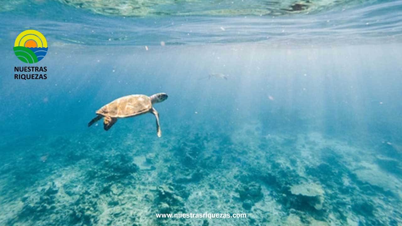 Banco Bolivariano de Ecuador emite bono azul con incentivos al cumplimiento