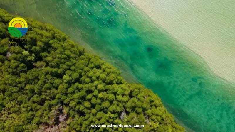Cambio climático cambia la temperatura y el color de los océanos, ‘es aterrador