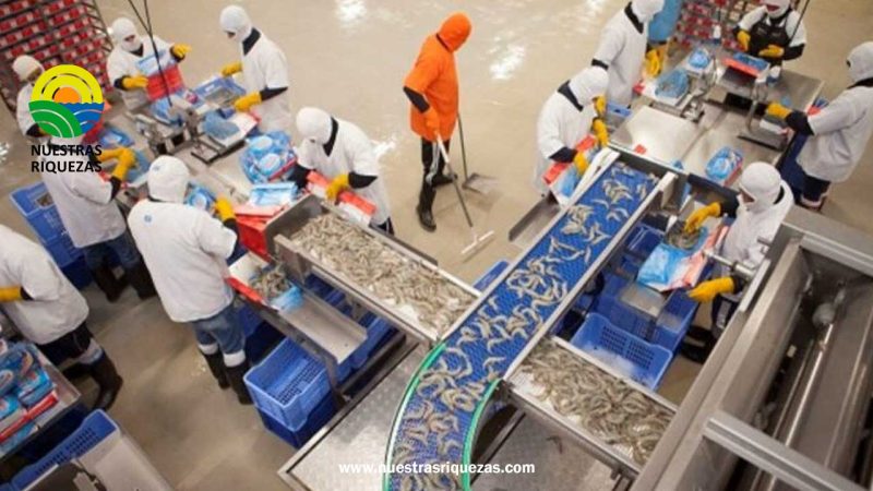 Ecuador: Las exportaciones de frutas no petroleras y no mineras crecen un 22,8%