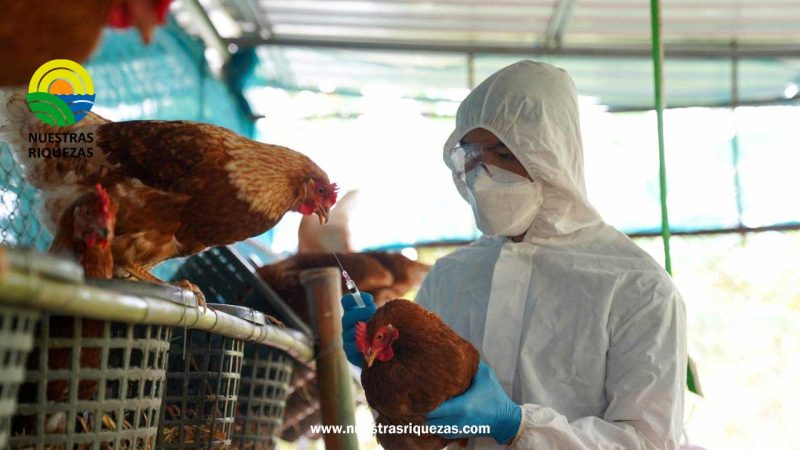 Ecuador activa protocolos de bioseguridad ante un nuevo caso de gripe aviar