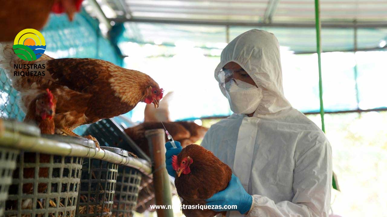 Ecuador activa protocolos de bioseguridad ante un nuevo caso de gripe aviar