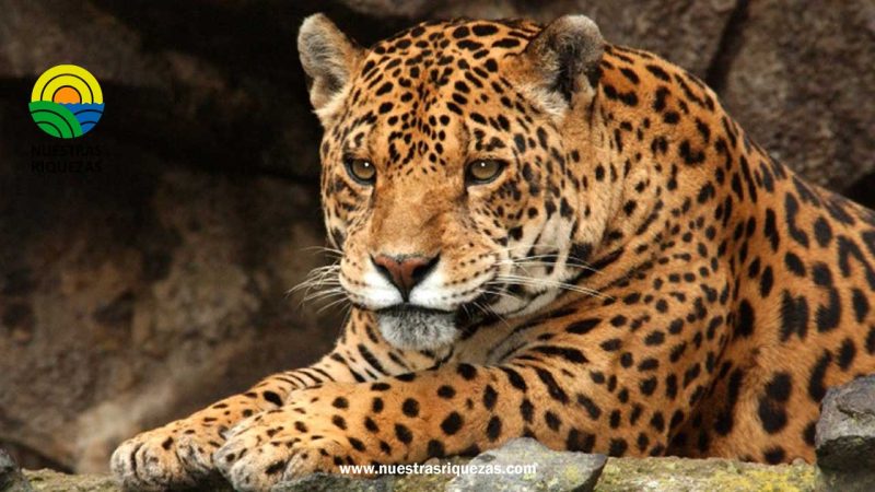 El Jaguar, especie emblemática del Ecuador, ya cuenta con un plan de acción para su conservación