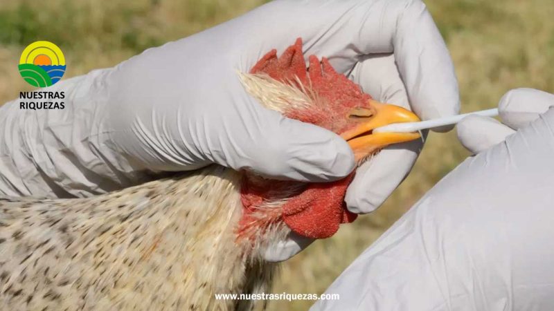 El Ministerio de Agricultura y Ganadería confirma nuevo brote de influenza aviar en Tungurahua
