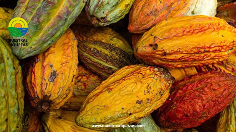 El cacao colombiano: una promesa de sabor y crecimiento