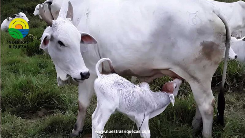 El crecimiento del ganado nelore puro en Colombia