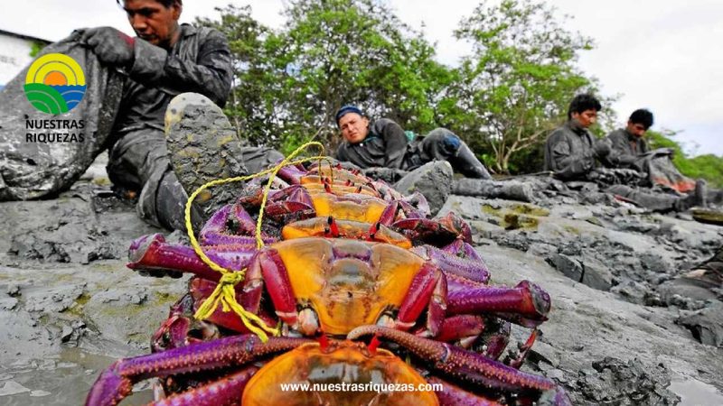El fenómeno de El Niño afecta a los manglares y eleva el precio del cangrejo rojo en Guayaquil