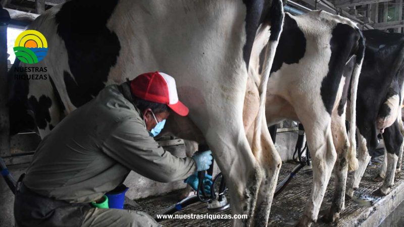 Ganaderos esperan reglamento para fijar precio de la leche y controlar importaciones