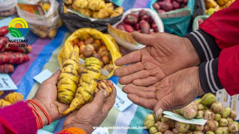 INIAP y KOPIA Ecuador impulsaron la feria de intercambio de semillas en Chimborazo