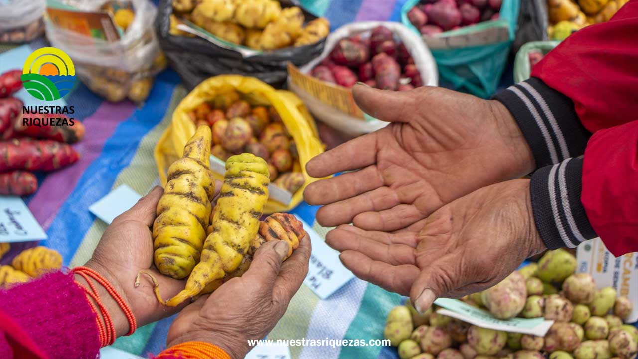INIAP y KOPIA Ecuador impulsaron la feria de intercambio de semillas en Chimborazo
