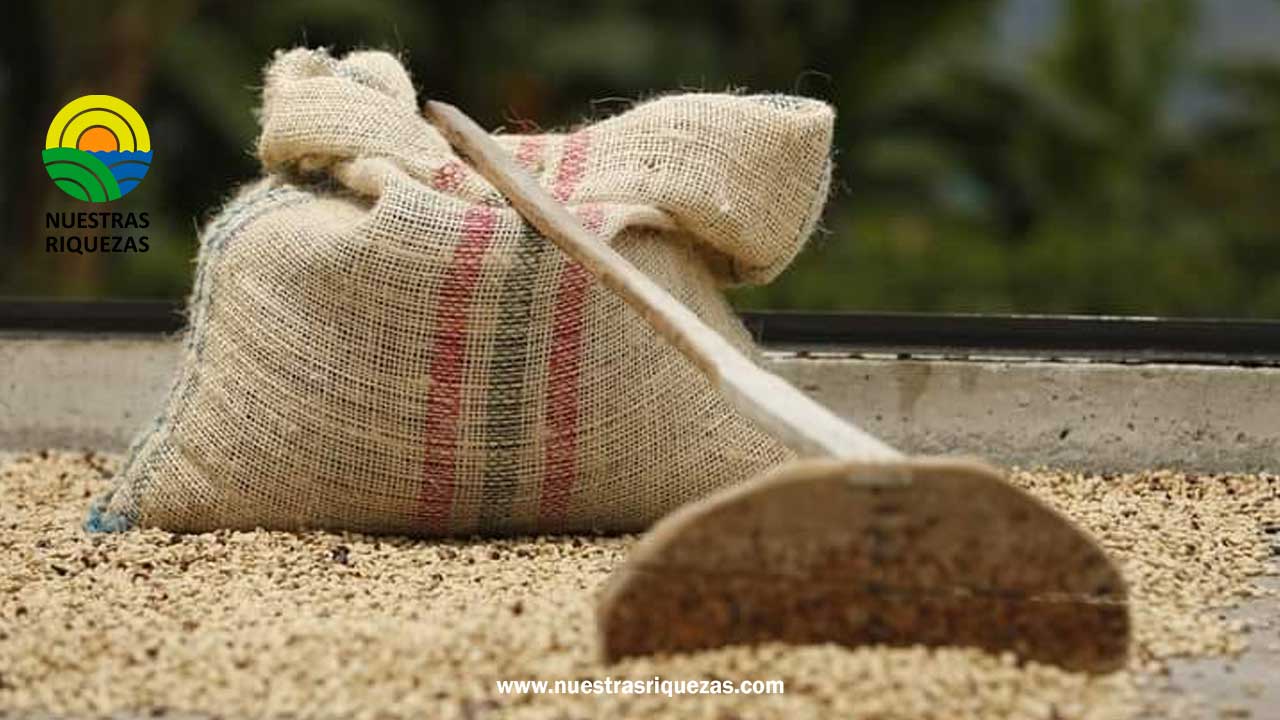 Importaciones de café disminuyen en un 30% al cierre de junio, pero producción colombiana se mantiene estable