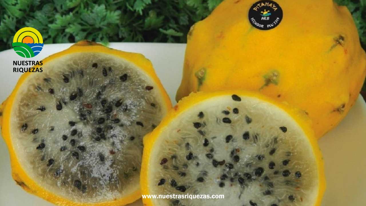 La pitahaya ecuatoriana conquista nuevos mercados internacionales
