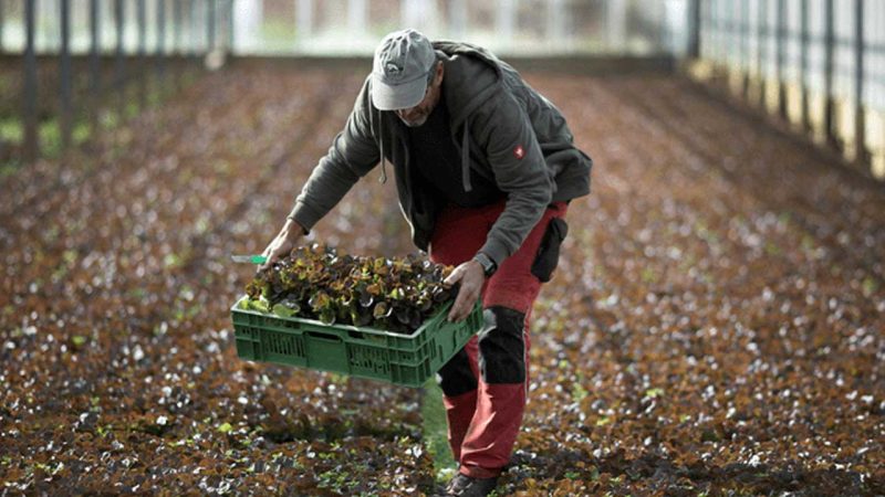 La producción agrícola y pesquera de América Latina crecerá un 12% en la próxima década