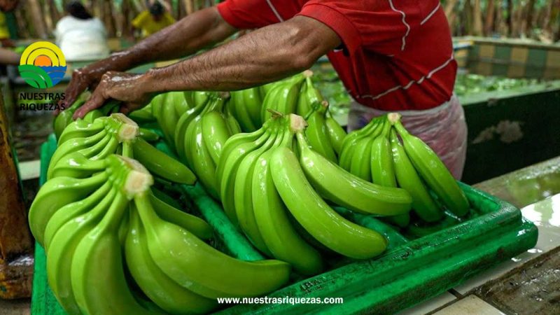 MAG abre procesos administrativos a exportadoras de banano, por presunta falsedad en planes de embarque