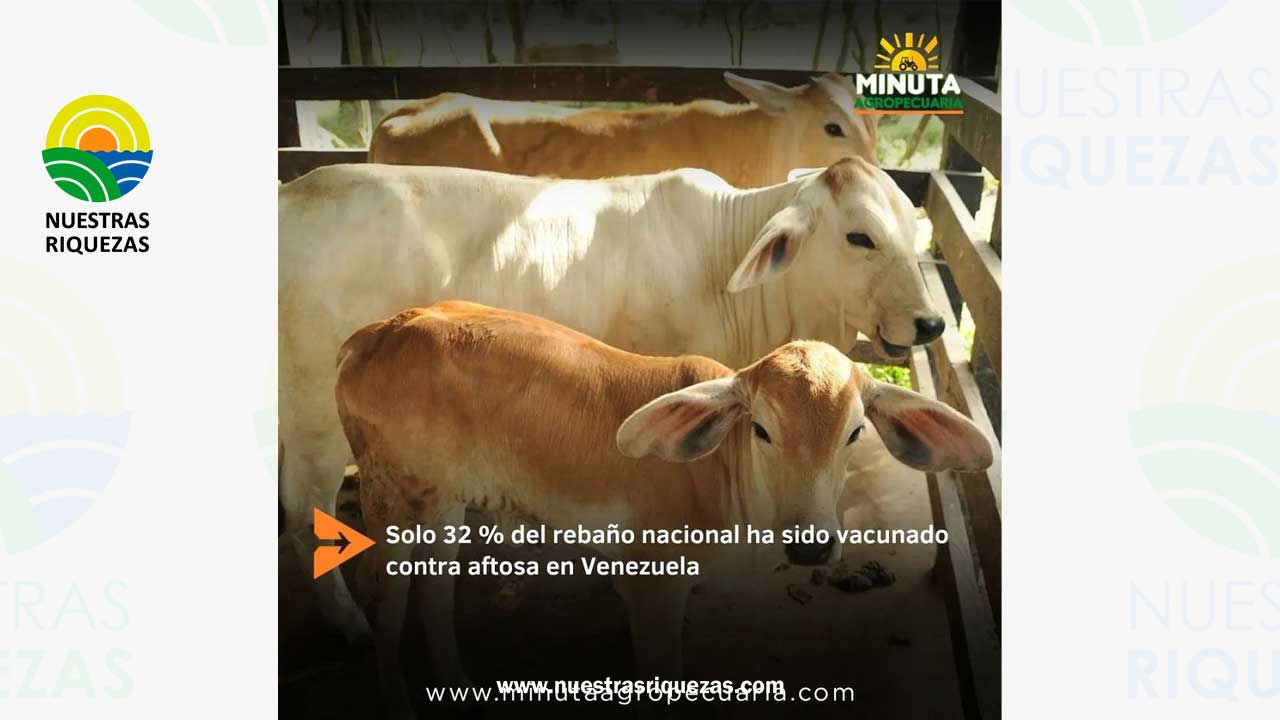 Más del 30% del rebaño en Venezuela ha sido vacunado contra la aftosa