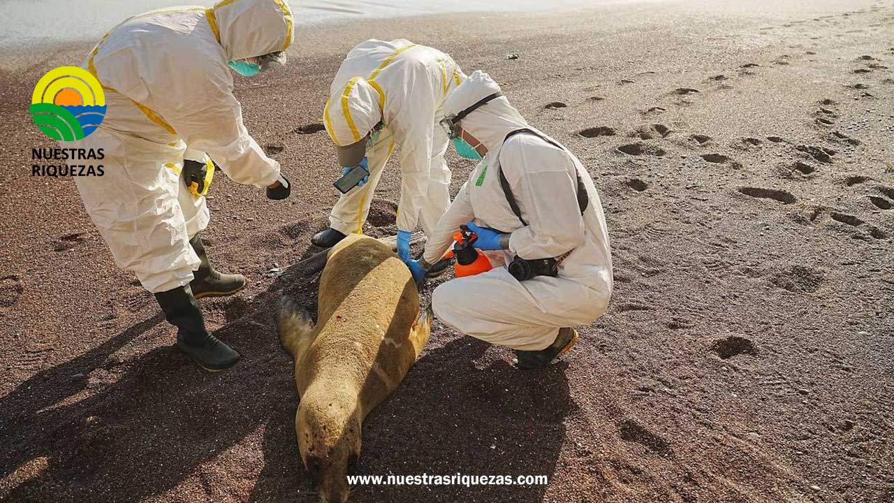 Miles de animales marinos mueren por la influenza aviar en Chile