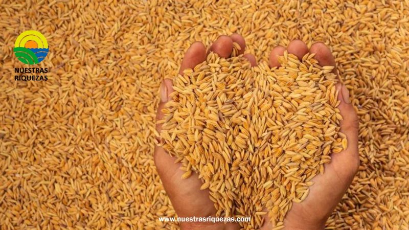 Ministros de Agricultura de la UE se reúnen para discutir la crisis alimentaria