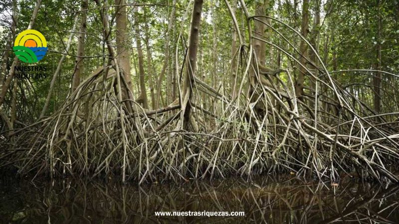 Pérdida de manglares se ralentizó en 2022, pero sigue siendo una amenaza